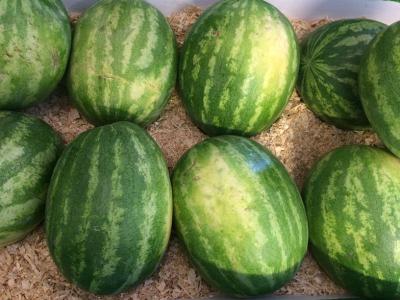 Sweet, juicy, delicious watermelons at Mt. Garfield.