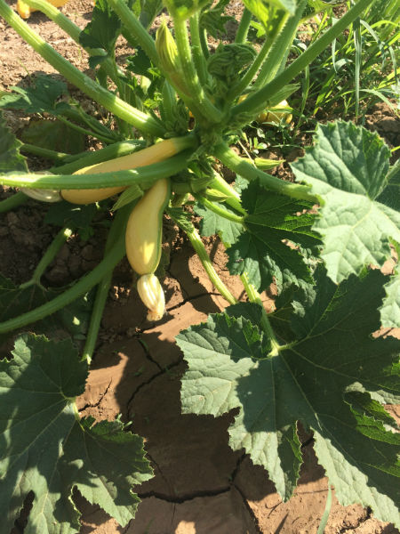Frank's healthy summer squash nearly ready to be picked and brought to your Wyoming table.