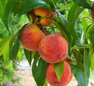 Organically grown peaches
